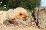 CHOW CHOW 006